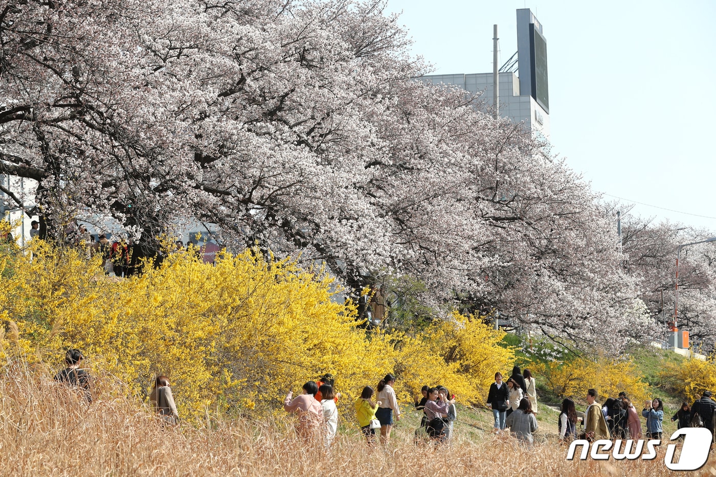 청주 벚꽃 자료사진  ⓒ 뉴스1
