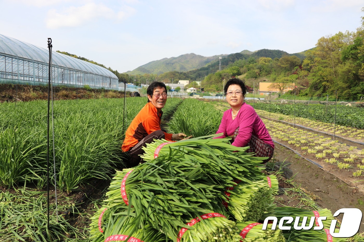 15일 충북 옥천군 군북면 자모리 3300여㎡ 넓이의 밭에서 김성각(66)·서정순(65) 부부가 자모리에서 제철을 맞은 부추를 수확하고 있다. 이 부부는 40여년째 부추농사를 짓고 있다.(옥천군 제공).2019.0515.ⓒ 뉴스1