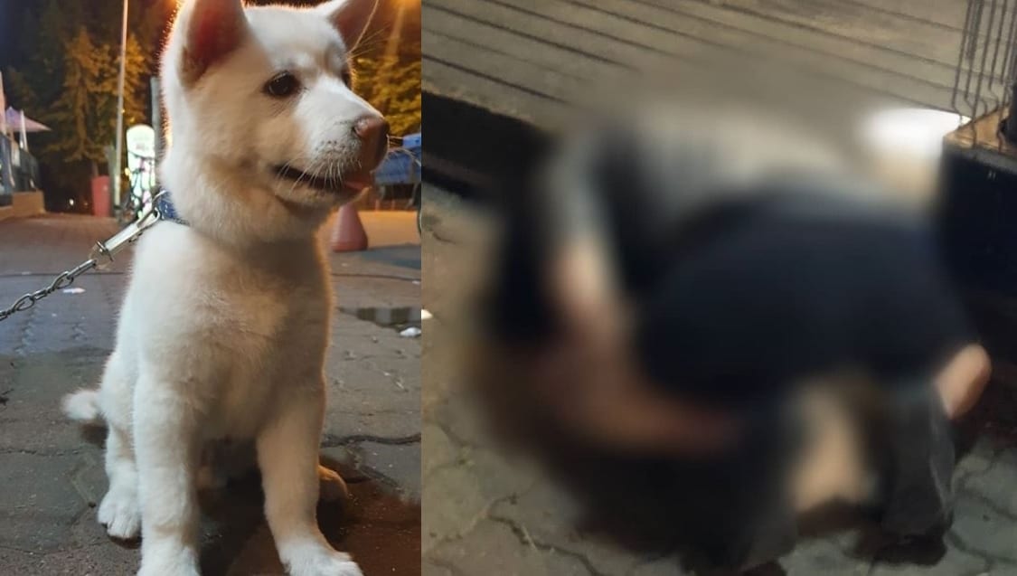 동물보호단체 kapca의 SNS에 올라온 피해 강아지와 A씨의 범행 장면 ⓒ 뉴스1