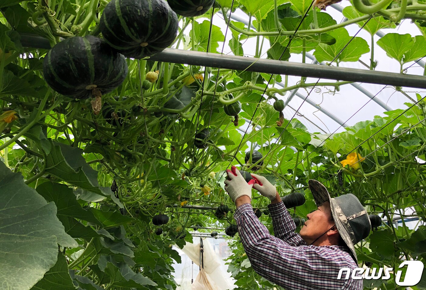 30일 전남 함평군의 지역특화작목인 단호박을 한 농민이 수확하고 있다.(함평군 제공)2019.5.30/뉴스1 ⓒ News1