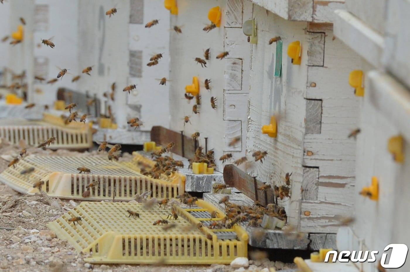 9일 오전 경북 포항시 북구 장량동 인근 산에 설치한 벌통에서 꿀벌들이 제철을 맞은 아카시아꿀을 채집하고 있다. 2019.5.9/뉴스1 ⓒ News1 최창호 기자