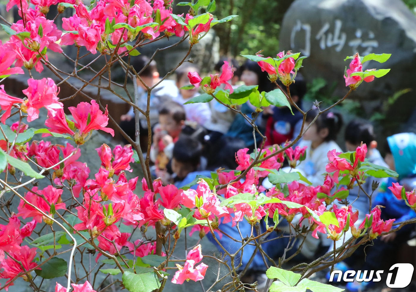 제주시 오라동 방선문 계곡에서 소풍 나온 어린이집 원생들이 활짝 핀 참꽃 사이로 산책하고 있다.2019.5.9/뉴스1 ⓒ News1 DB