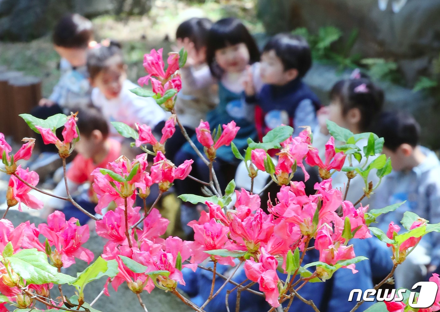 제주시 오라동 방선문에 핀 참꽃들.ⓒ 뉴스1 DB