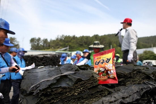 전남 완도군 금일도 햇다시마 경매현장(자료제공=농심)ⓒ 뉴스1