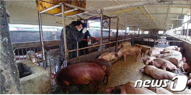 양돈농가 점검 모습.(사진은 기사 내용과 무관함) / 뉴스1