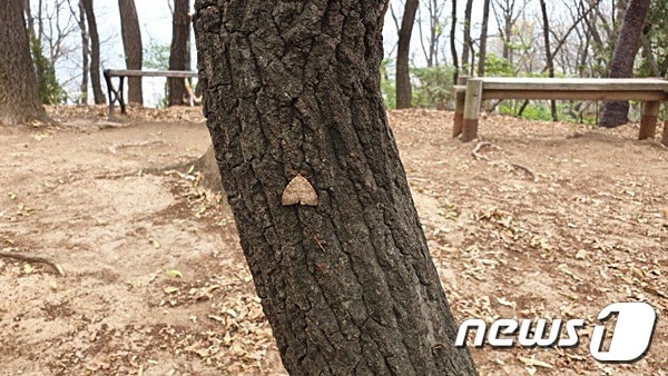 강원 횡성군은 돌발해충인 매미나방이 급증해 산림피해는 물론 마을 생활권주변과 농경지 주변에 심각한 문제가 발생됨에 따라 긴급방제를 실시한다고 16일 밝혔다. 매미나방의 모습.(뉴스1DB)ⓒ News1