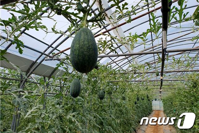 춘천 애플수박. (춘천시 제공) ⓒ News1