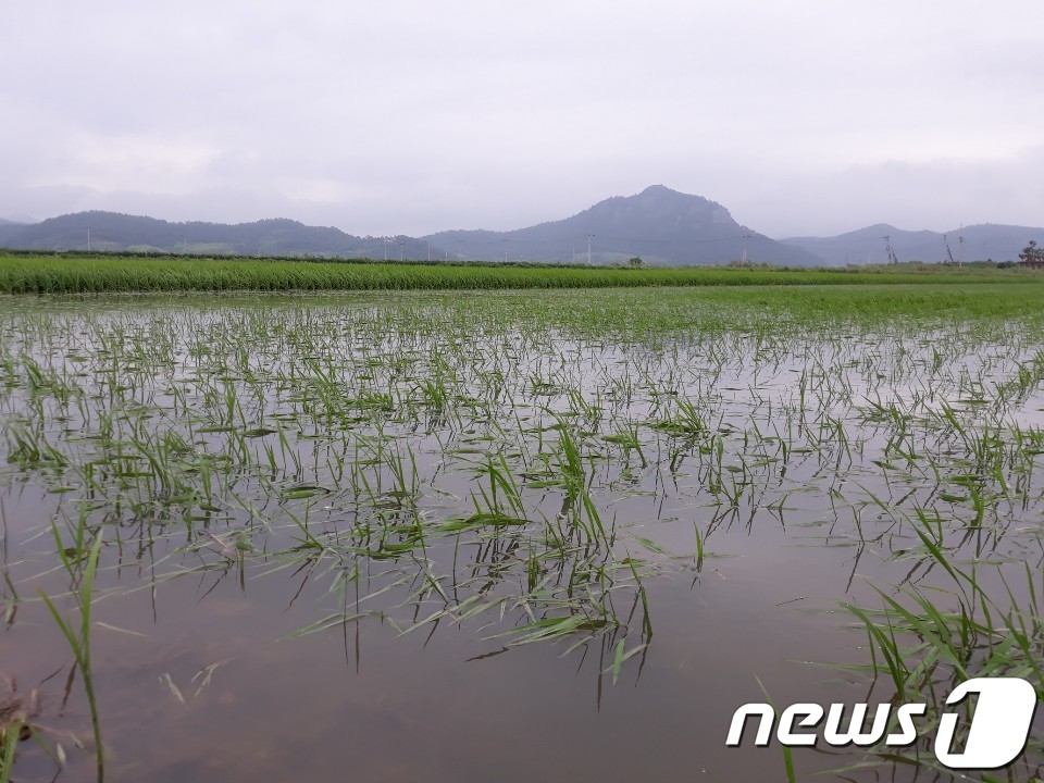 21일 전남 해남군 현산면 경수리 한 논에 심어진 벼 포기가 '제5호' 태풍 '다나스'(DANAS)의 영향으로 물에 잠겨 있다. 200㎜ 가까운 폭우를 뿌린 '다나스'는 농경지 침수 등 많은 피해를 입혔다.2002019.7.21/뉴스1 ⓒ News1 이종행 기자