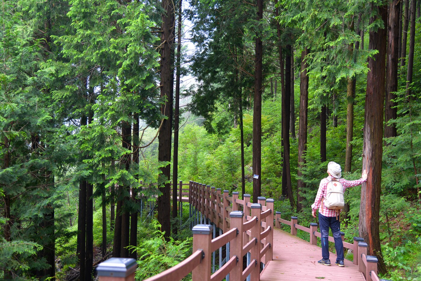 제암산자연휴양림.(보성군 제공)/뉴스1ⓒ 뉴스1