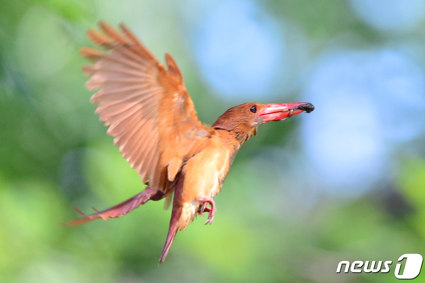 여름을 대표하는 호반새가 5일 오전 경북 경주시 안강읍 옥산서원 인근에 있는 둥지로 먹잇감을 물어다 나르고 있다. 호반새는 6~7월 사이 5~6개의 알을 낳는다. 2019.7.5 /뉴스1 ⓒ News1 최창호 기자