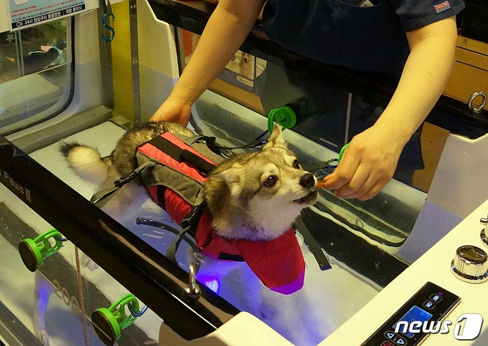 전문가에게 재활치료받는 반려견의 모습. 사진 청담우리동물병원 제공 ⓒ 뉴스1