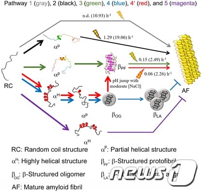Amyloid-β (1-40)의 여러 가지 초기구조와 응집체 형성 분자 기전(KBSI 제공) /ⓒ 뉴스1