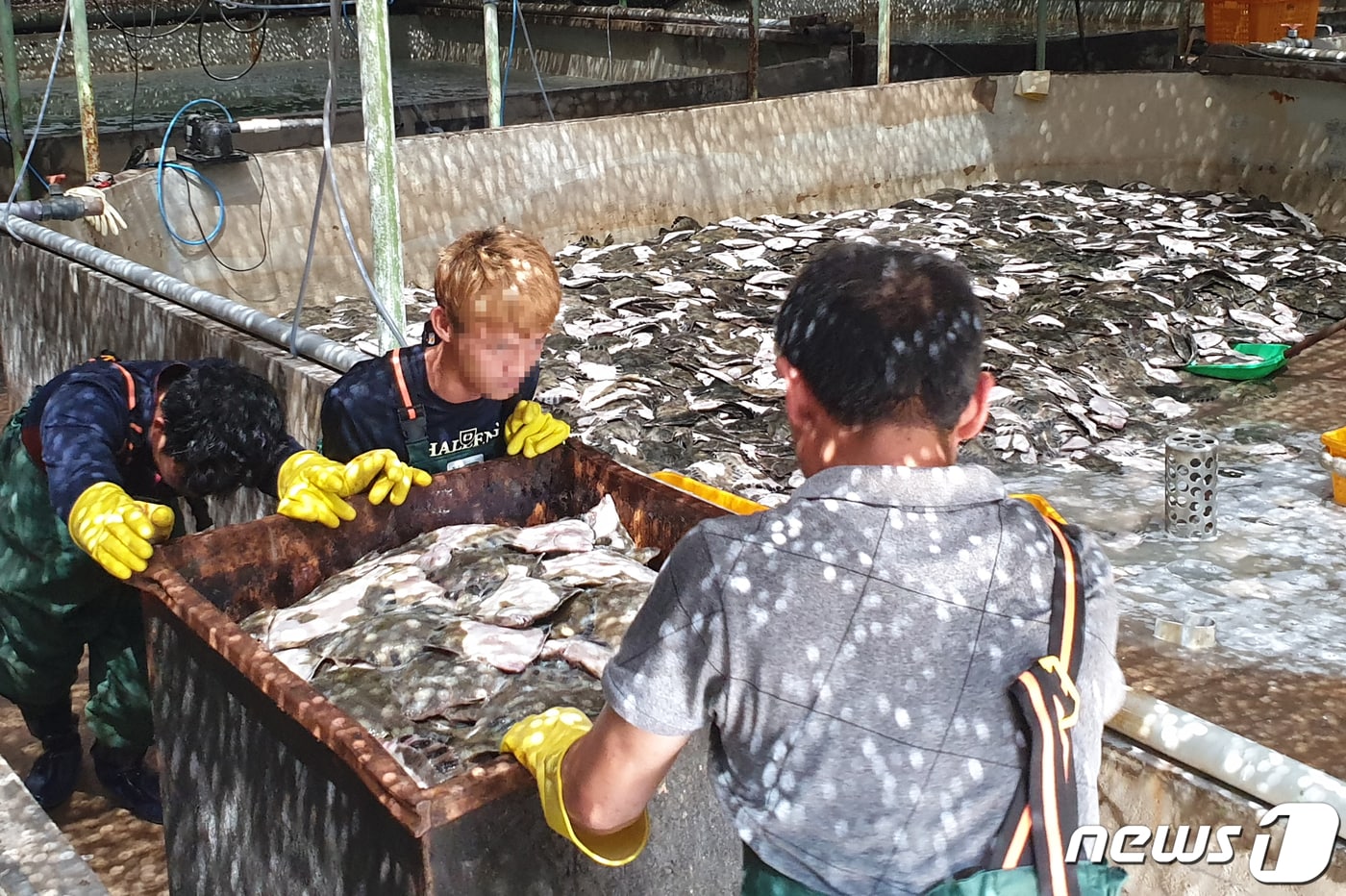 16일 오전 경북 포항시 남구 대보면에 있는 Y육상 양식장에서 고수온 피해가 발생 넙강도다리 수만여 마리가 폐사했다. 양식장 근로자들이 페사한 강도다리를 정리하고 있다. 2019.8.16/뉴스1 ⓒ News1 최창호 기자