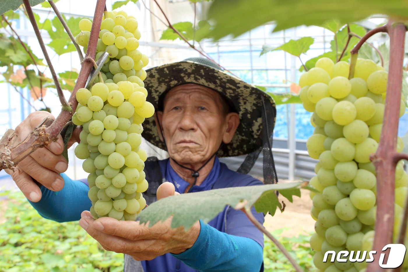 강원 인제군이 올해 신규농업인 육성사업을 펼친다. 인제 씨 없는 삼색포도 수확 모습. (인제군 제공) ⓒ News1
