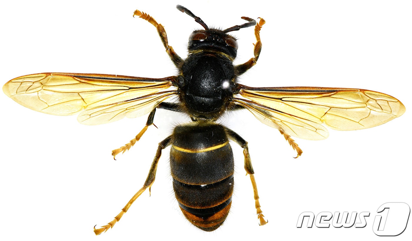 꿀벌 킬러로 알려진 생태계교란생물 '등검은말벌' ⓒ 뉴스1
