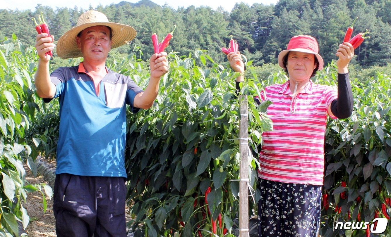괴산청결고추품평회 대상을 받은 청천면 김호선씨 부부.(괴산군청 제공)ⓒ 뉴스1
