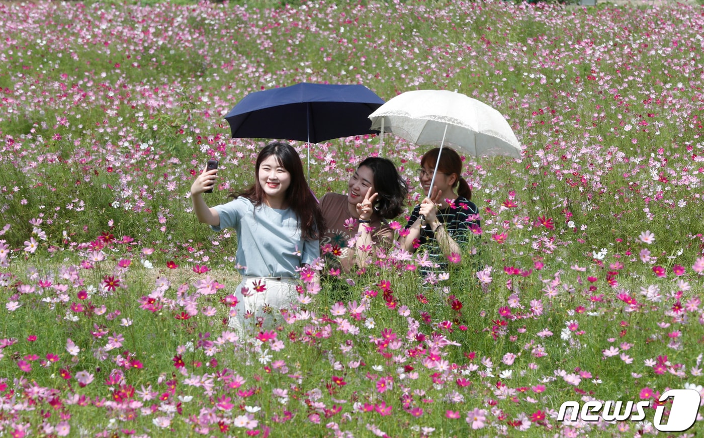 14일 대전·충남은 낮 최고기온 33도 안팎의 더위가 이어질 것으로 예보됐다. 대전 동구 세천동 일원에 조성된 코스모스 꽃밭을 찾은 시민들이 활짝 핀 코스모스를 배경으로 사진 찍고 있다. ⓒ 뉴스1
