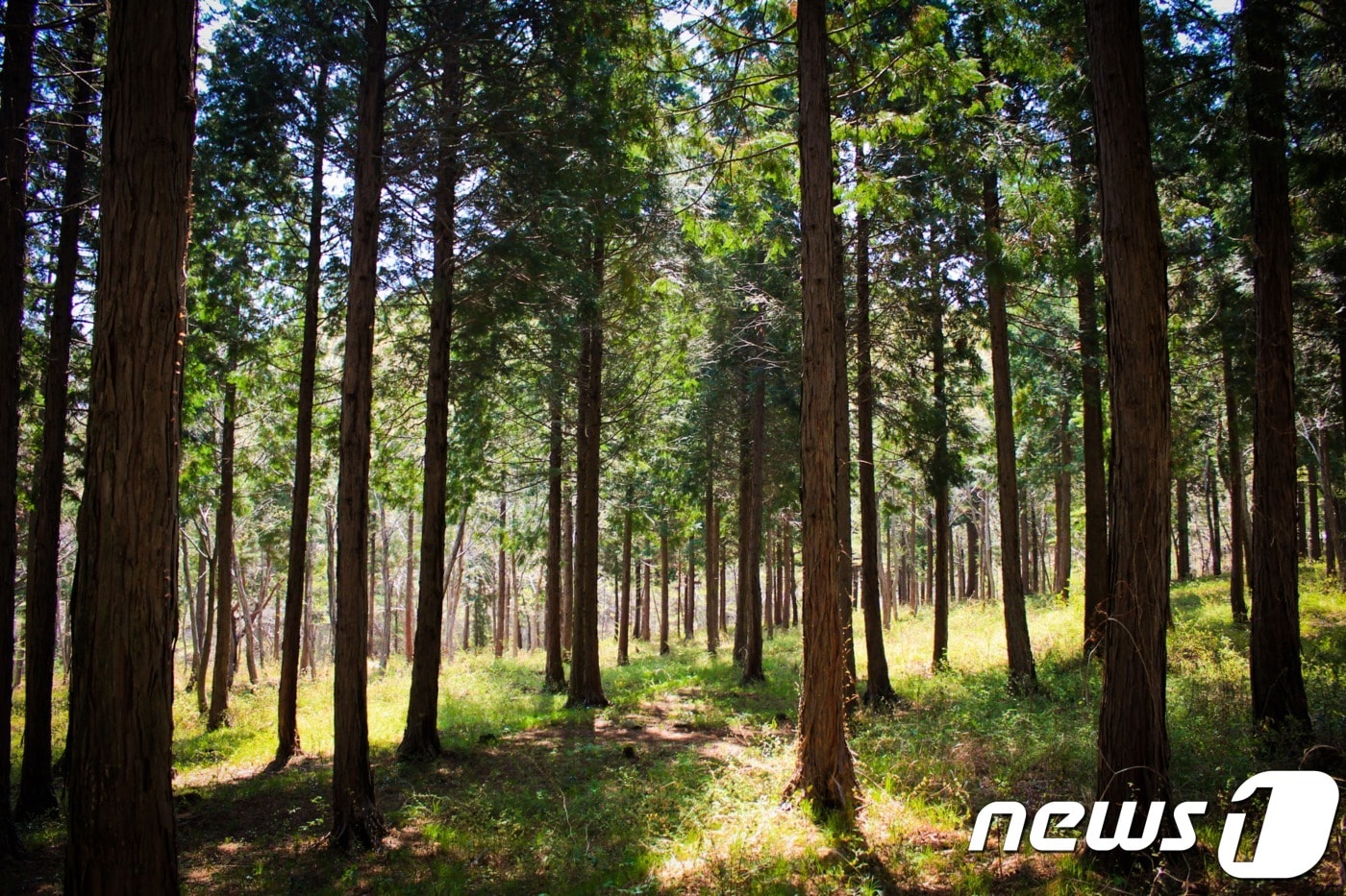남해 편백 숲ⓒ 뉴스1