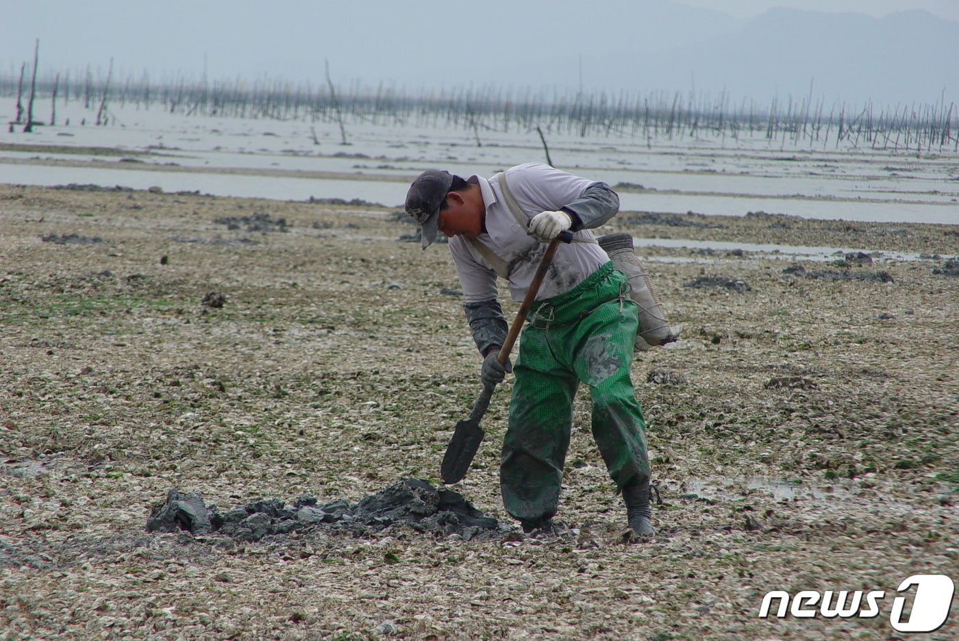  신안군 낙지잡이.(신안군 제공)/뉴스1