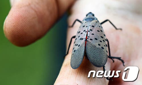 일명 중국 매미로 불리는 꽃매미 ⓒ 뉴스1