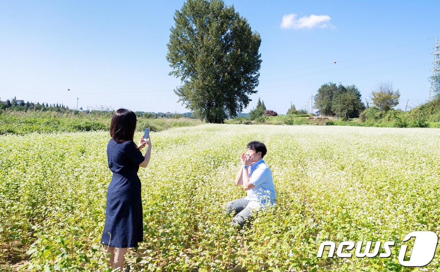 증평 반탄교 일원의 메밀꽃밭.(증평군청 제공)ⓒ 뉴스1
