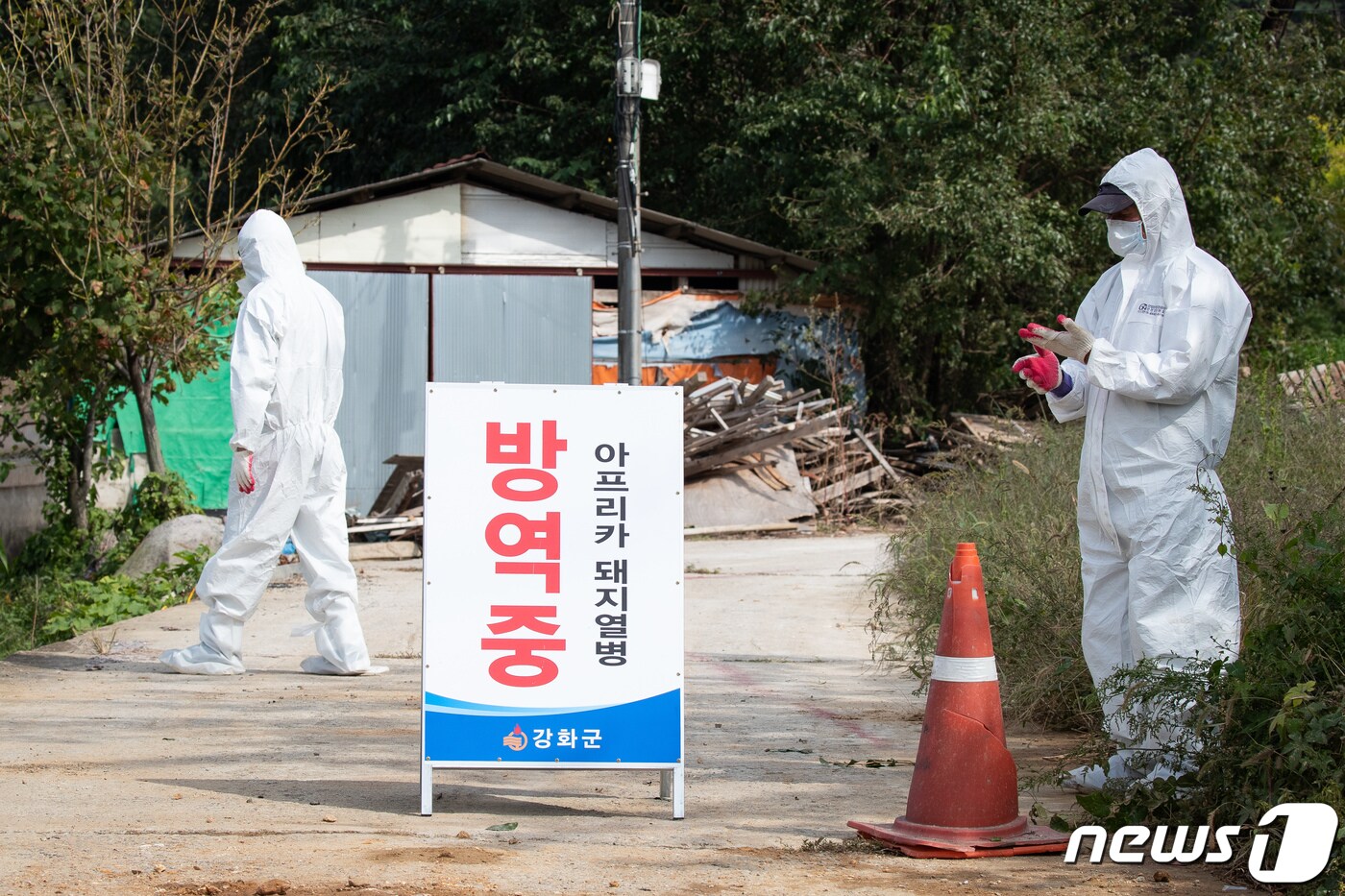 25일 아프리카돼지열병(ASF) 확진 판정을 받은 인천 강화군 송해면 돼지농가 입구에서 방역 관계자들이 현장을 통제하고 방역작업을 하고 있다. 이 농가는 경기 파주(2곳), 연천, 김포에 이어 5번째 ASF 확진 판정을 받고 이날 새벽 농가 돼지 400여두를 모두 살처분했다. 2019.9.25 /뉴스1 ⓒ News1 유승관 기자
