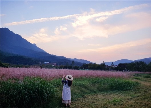 전북 정읍시 내장산국립공원 내장호 주변에 참억새가 최절정에 이르러 장관을 이루고 있다ⓒ 뉴스1