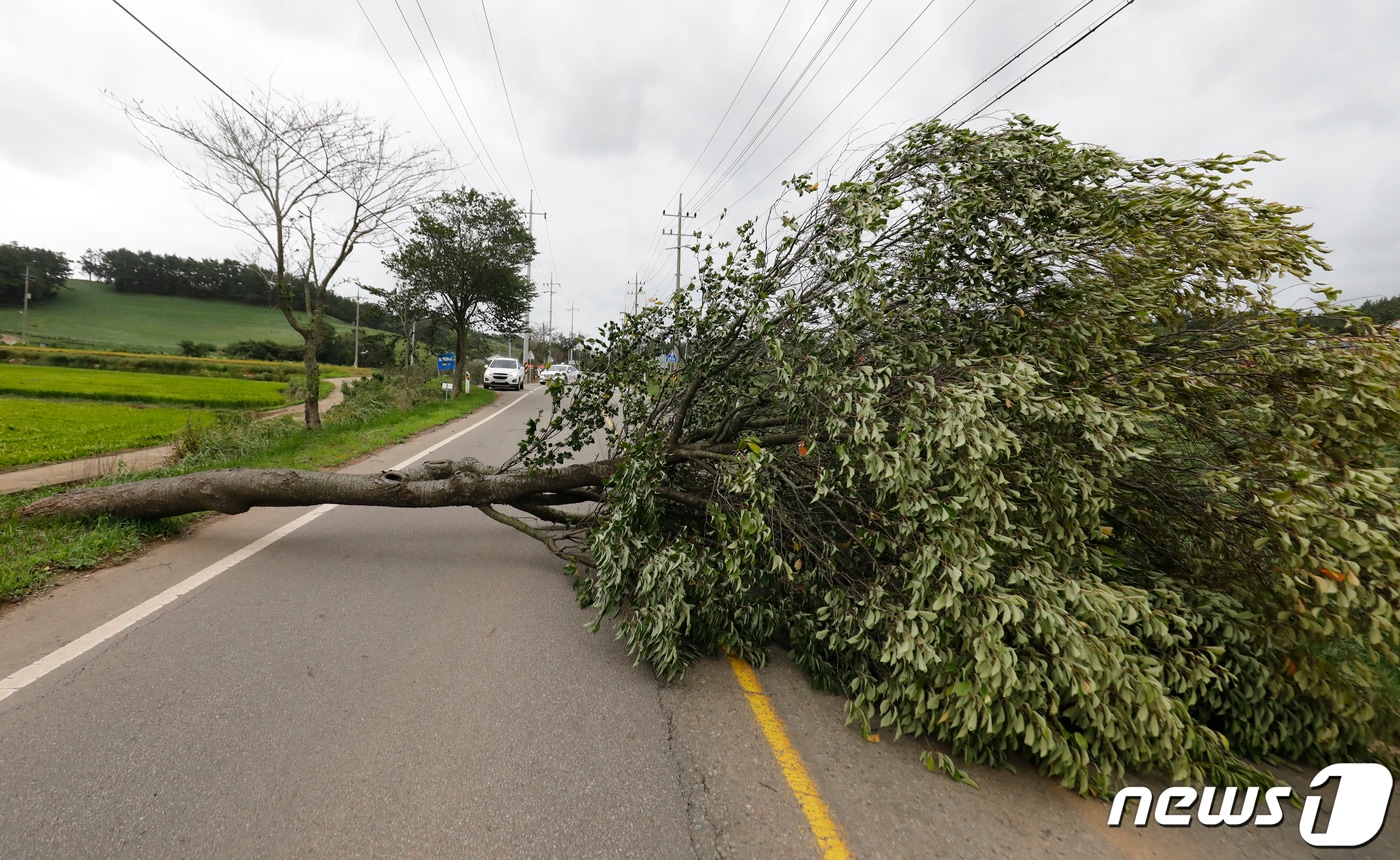 충남 태안군 근흥면 한 도로에 나무가 강풍에 쓰러져 있다. (기사와 관계없음) / 뉴스1 ⓒ News1 주기철 기자