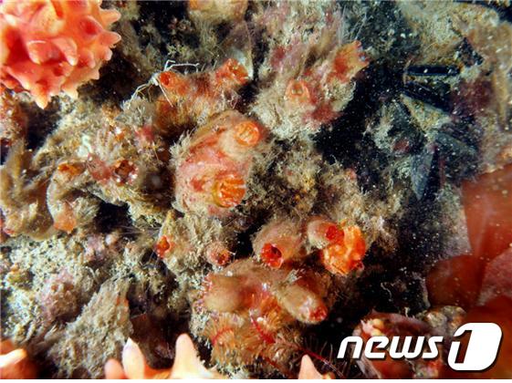 부산항 항만 내벽에 자리하고 있는 분홍멍게(해양수산부 제공)ⓒ 뉴스1