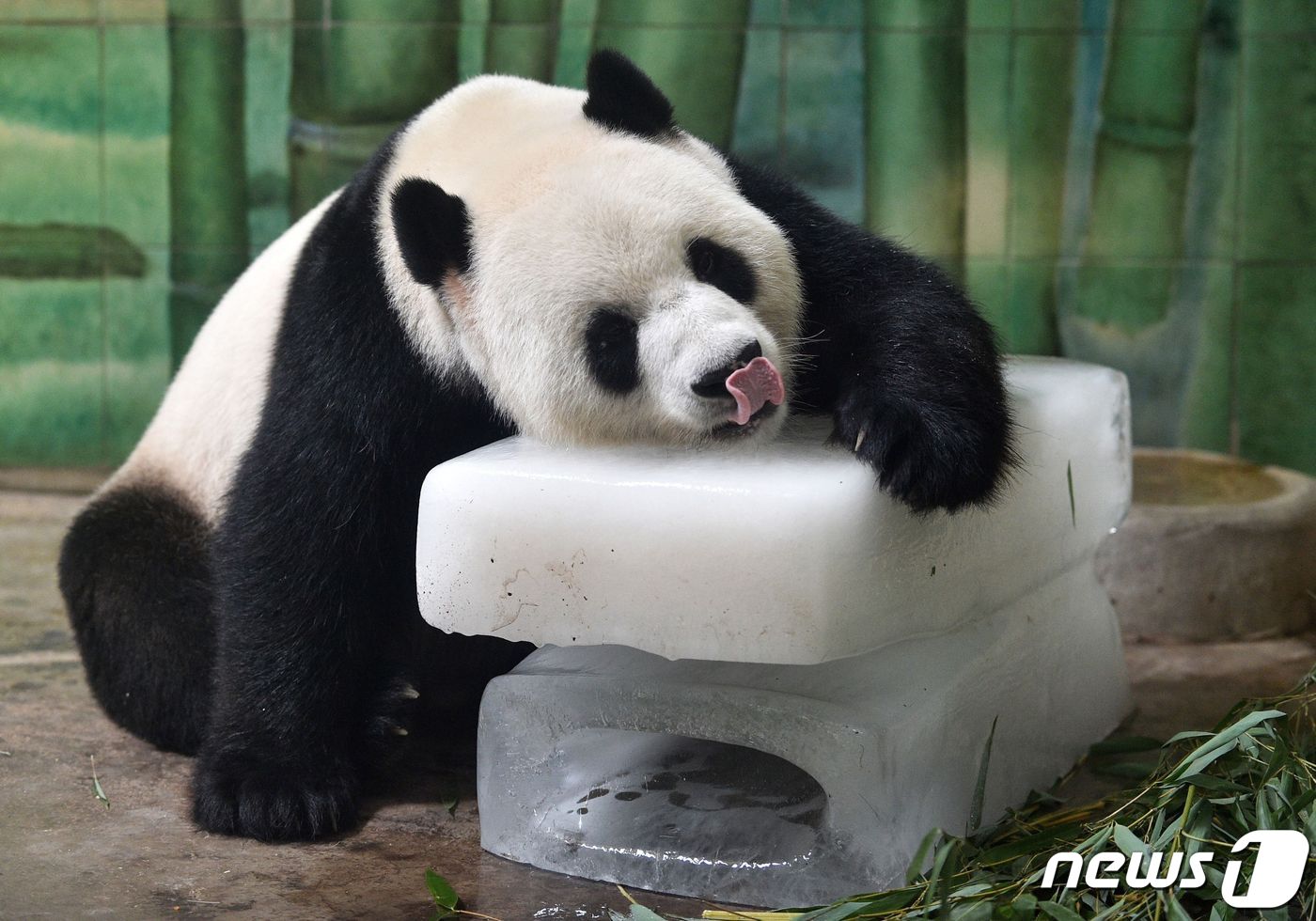 중국 우한 동물원의 팬더. <자료사진> ⓒ AFP=뉴스1