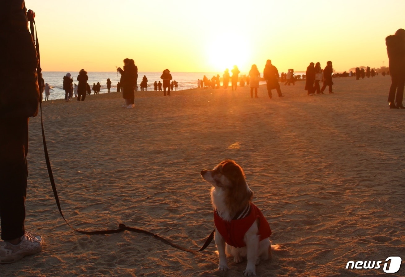 사진 펫츠고 제공 ⓒ 뉴스1