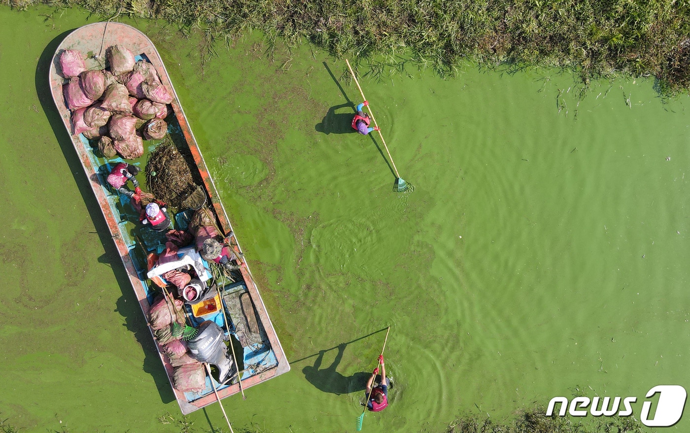 한국수자원공사 대청지사 직원과 인근 주민들이 충북 옥천군 군복면 대청호 일대에서 녹조 제거 작업을 하고 있다. 2020.10.12/뉴스1 ⓒ News1 김기태 기자
