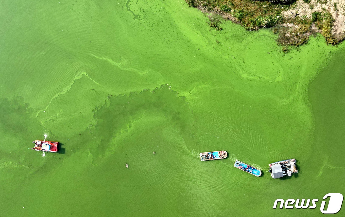 충북 옥천군 군북면 대청호 일대 녹조. / 뉴스1