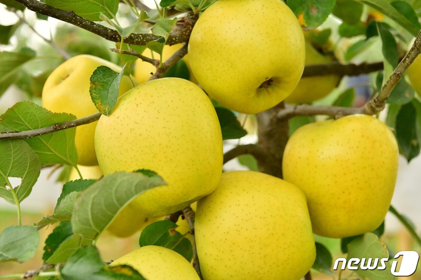 '옐로우 황금사과' ⓒ News1