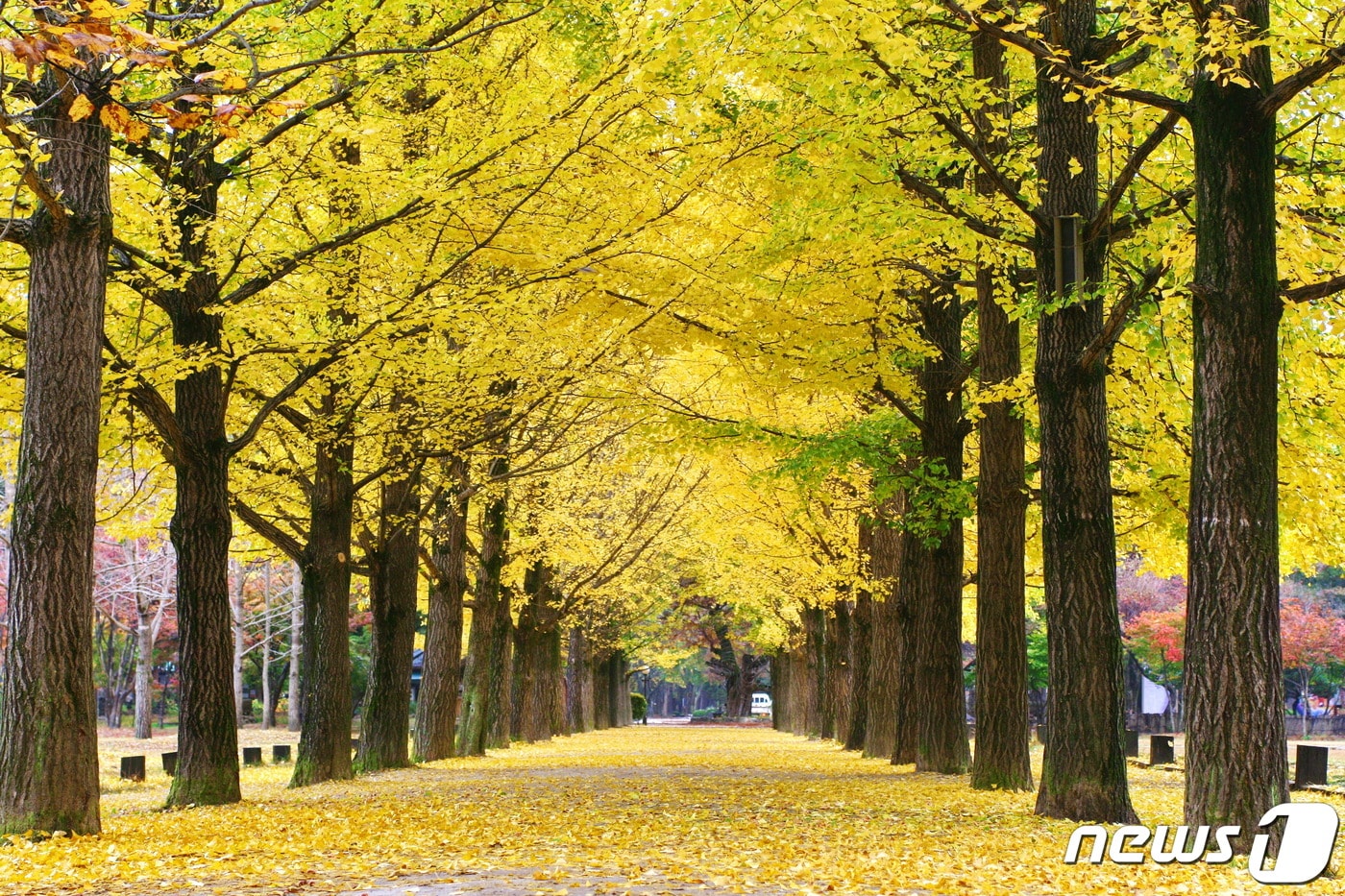 남이섬 은행나무길 ⓒ 뉴스1