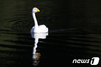 26일 오전 천연기념물 201-2호인 큰고니 한 마리가 울산 울주군 굴화리 인근 태화강에서 여유롭게 노닐고 있다. 2020.10.26/뉴스1 ⓒ News1 윤일지 기자