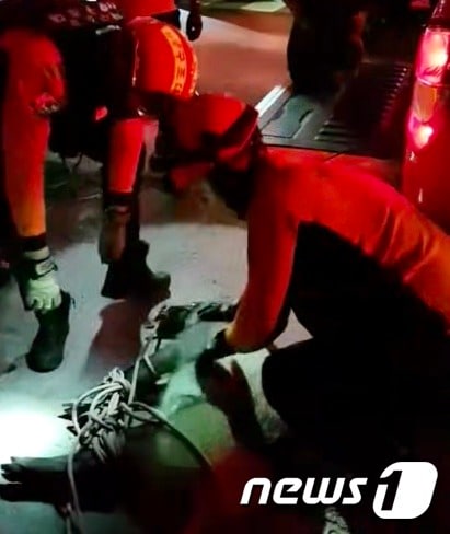 지난 4일 오후 10시16분쯤 대구 북구 산격동에 멧돼지 한마리가 출몰해 2시간 만에 붙잡혔다.(대구소방안전본부 제공) 2020.10.5ⓒ뉴스1