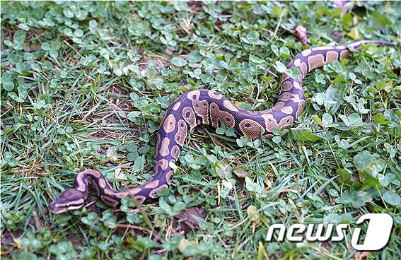 공비단뱀(Ball Python·볼 파이톤). (사진은 기사 내용과 무관함) / 뉴스1 ⓒ News1