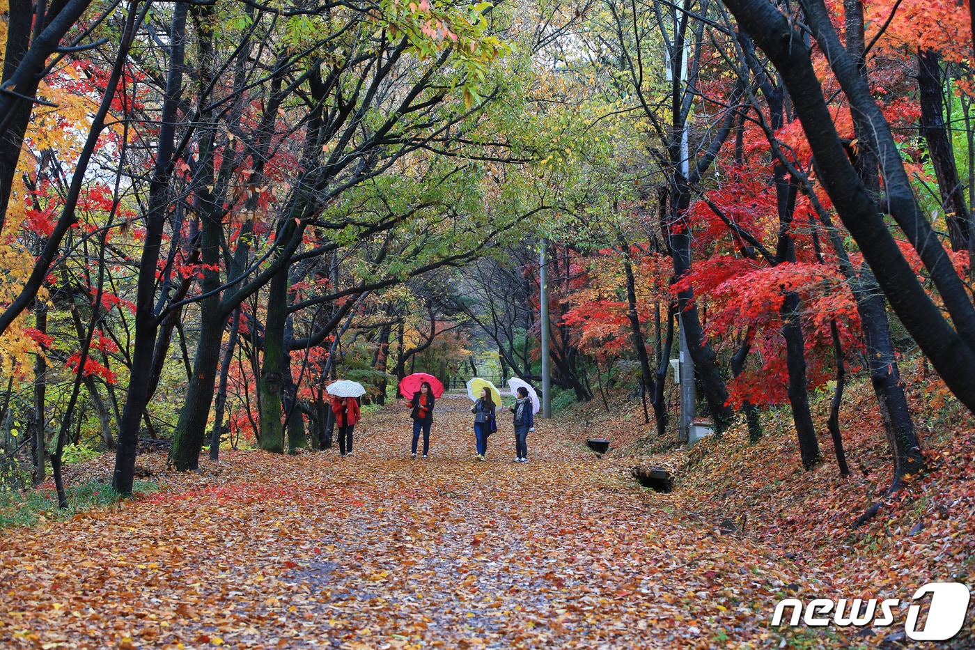 화순 너릿재 옛길. ⓒ News1