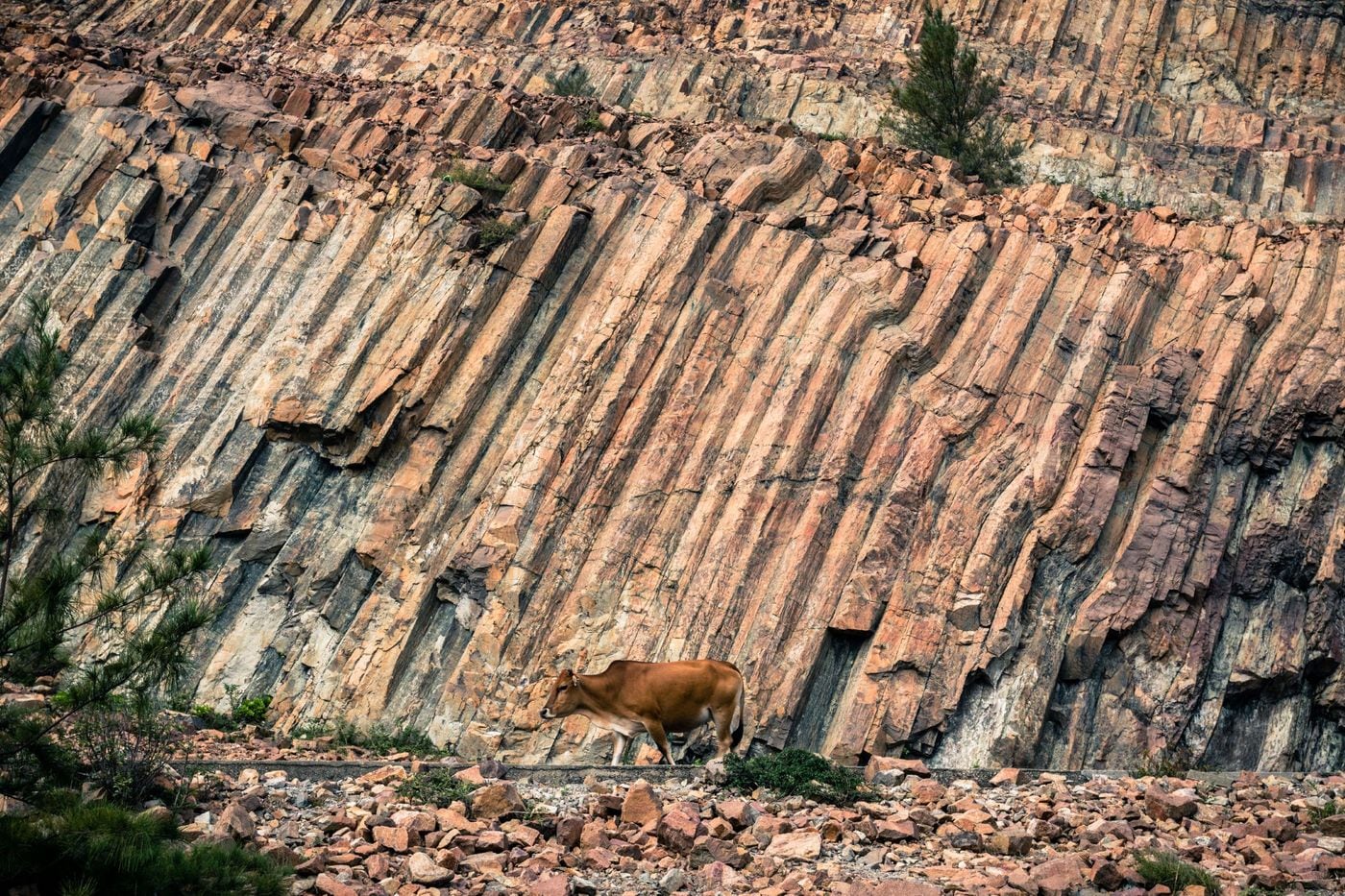 사이쿵의 1억4000만년 전 화산폭발로 형성된 기하학적 기둥. 홍콩관광청 제공