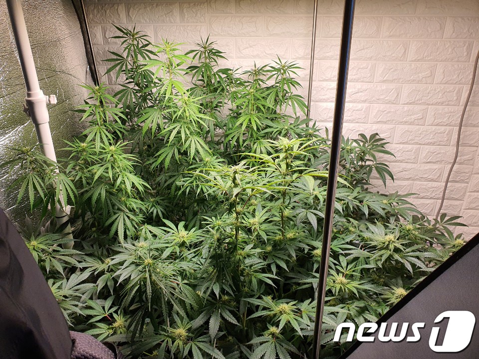 대마 (경기북부지방경찰청 제공)2020.11.23/뉴스1