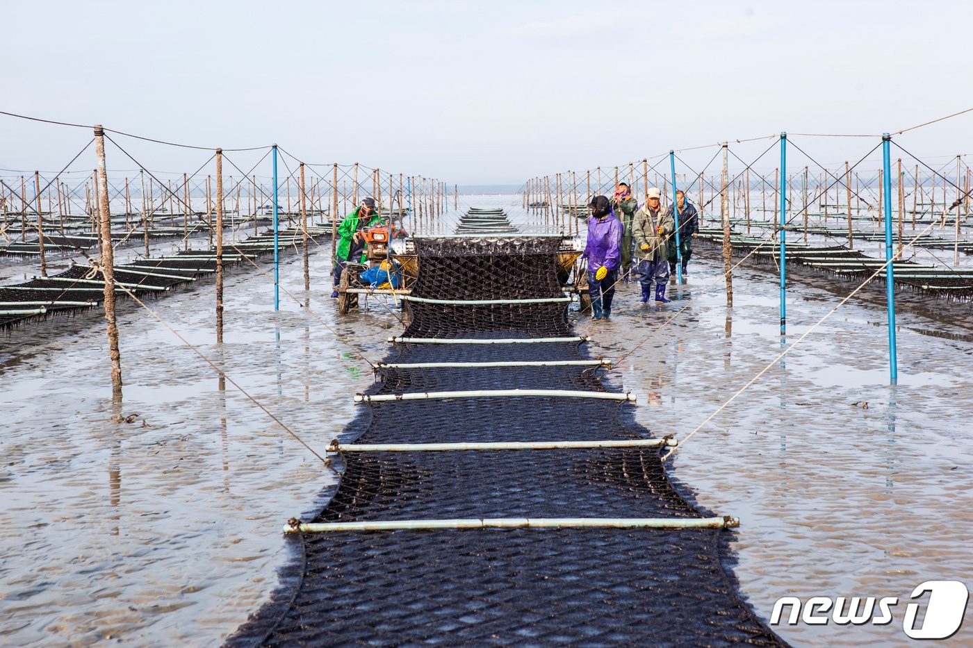 겨울철 별미 고창 지주식 '곱창김'이 본격 생산에 들어갔다. /ⓒ 뉴스1