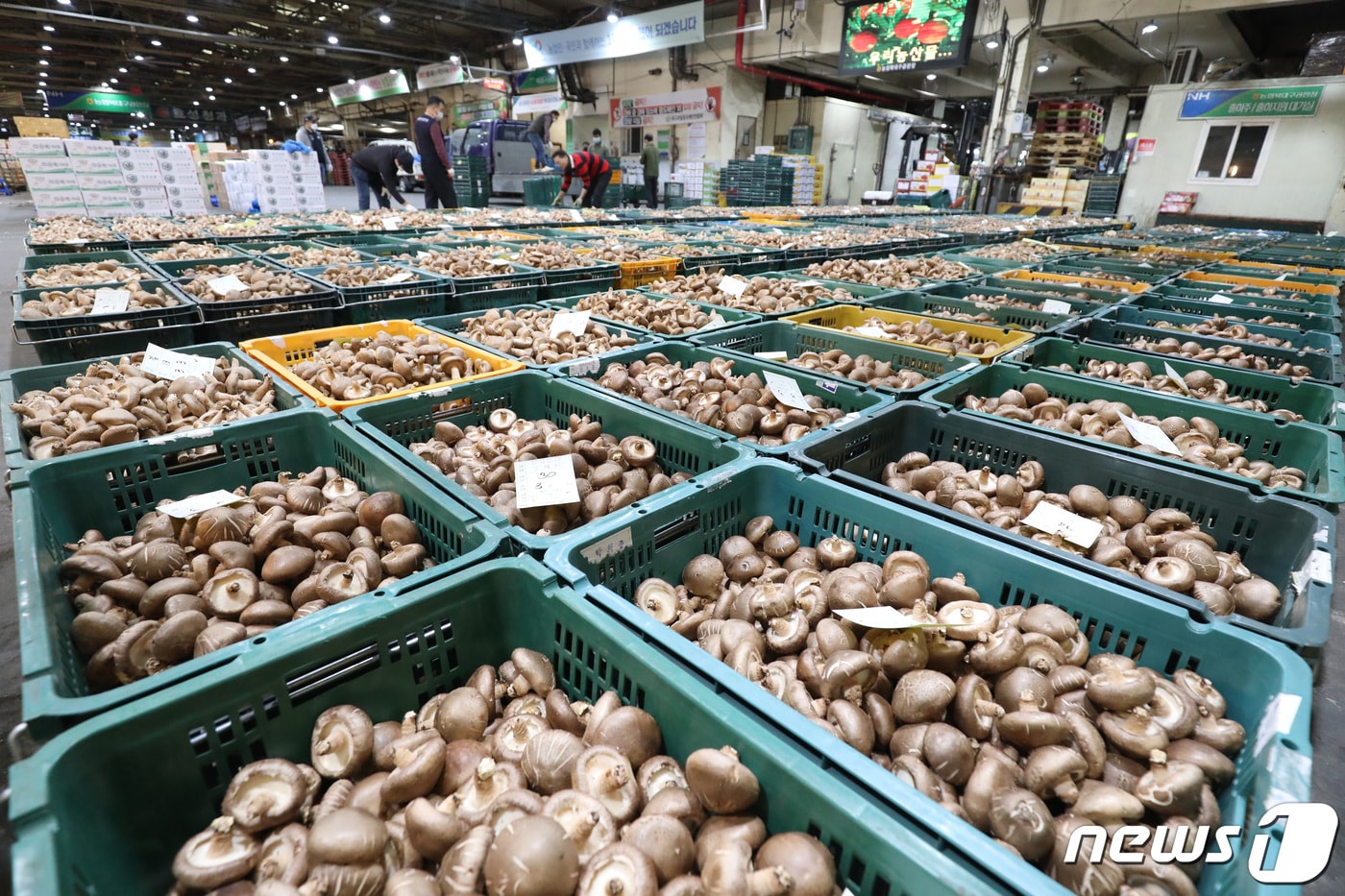 표고버섯 자료사진/뉴스1 ⓒ News1