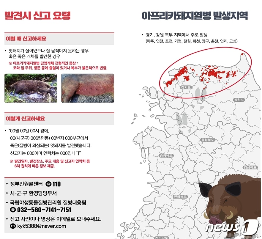 아프리카돼지열병 신고요령 ⓒ 뉴스1