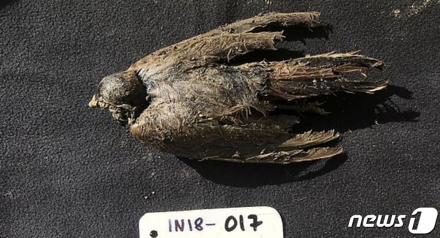 해변 종다리로 추정되는 4만6000년전 아이스버드. (커뮤니케이션스 바이올로지 저널)ⓒ 뉴스1