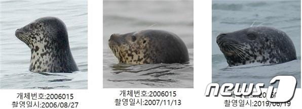 백령도에서 목격된 점박이물범 동일개체(2006~2019)/해양수산부 제공ⓒ 뉴스1