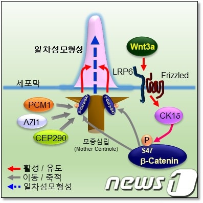 윈트신호전달에 의한 일차섬모 형성 기전(한국생명공학연구원 제공)ⓒ 뉴스1