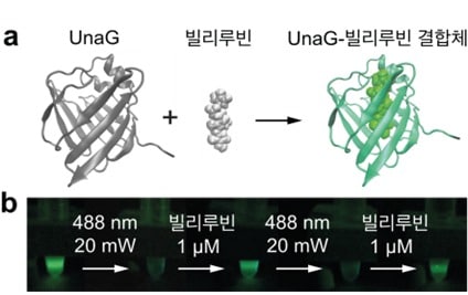 기초과학연구원 연구진이 민물장어의 형광단백질로 세포 내 구조를 8개 더 오래 관찰하는 기술을 개발한다. UnaG 형광단백질의 구조와 스위칭 반응(IBS 제공)ⓒ 뉴스1