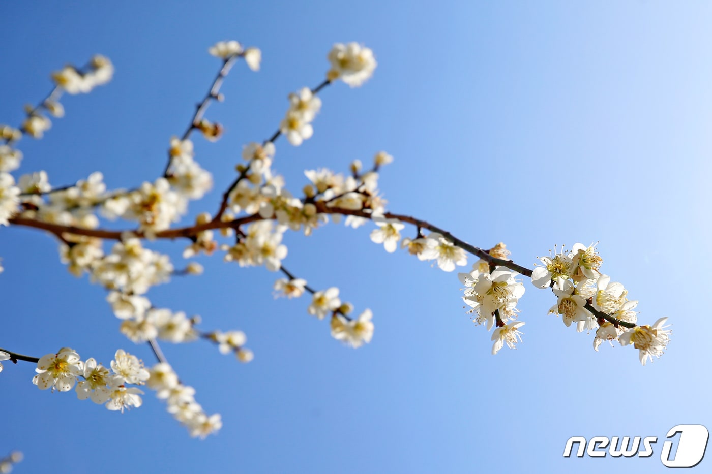 활짝 핀 매화/뉴스1DB