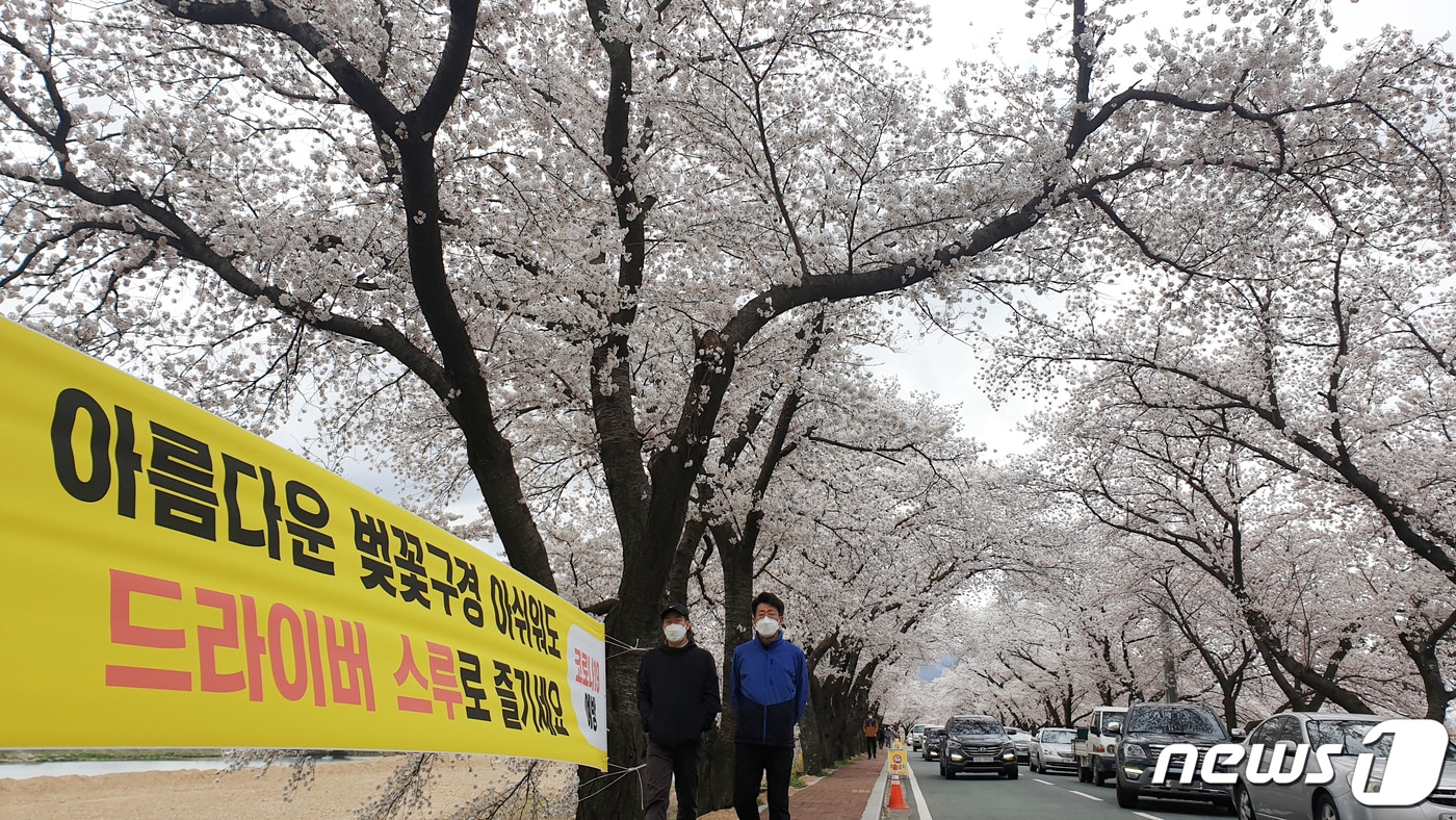 29일 오후 벚꽃 명소로 알려진 경북 경주시 곳곳에서 만개한 벚꽃을 구경하려는 관광객들의 차량들로 북새통을 이루고 있다. 2020.3.29/뉴스1 ⓒ News1 최창호 기자